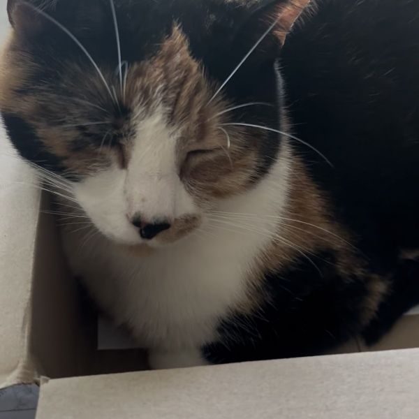 Sisi uit Rotterdam zoekt een Kattenoppas