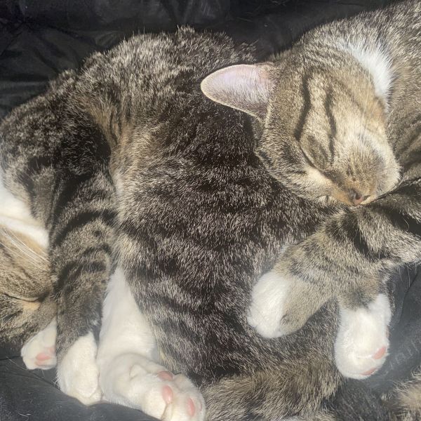 Huisdierenoppas Jeanetje uit Venray