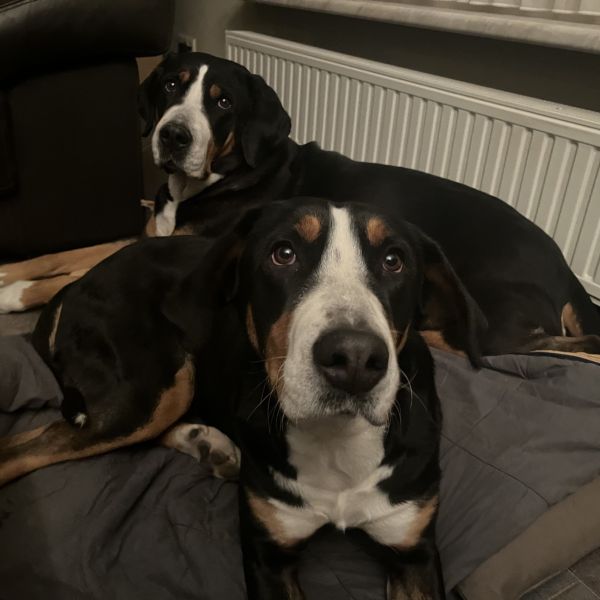 Luna, Liesje uit Oeffelt zoekt een Hondenoppas