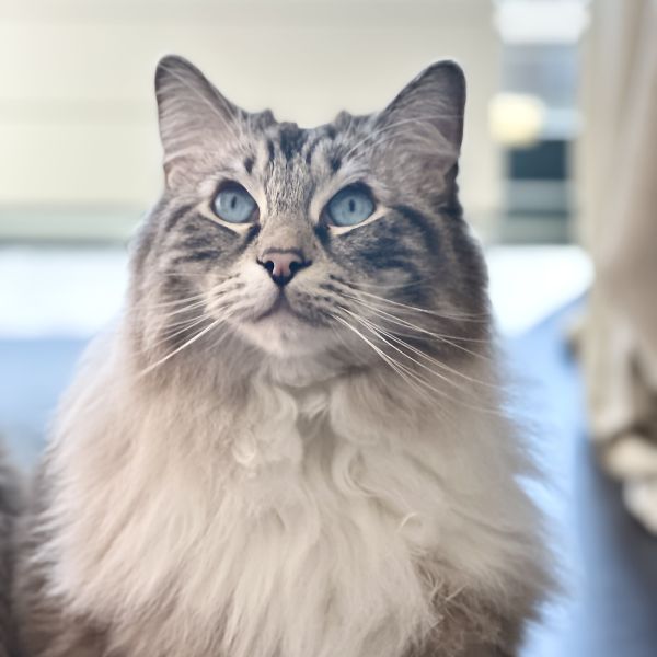 Pieter, Beer uit Amersfoort zoekt een Kattenoppas