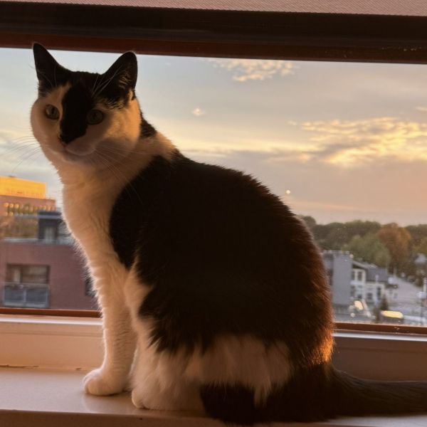 Woezel uit Zeist zoekt een Kattenoppas