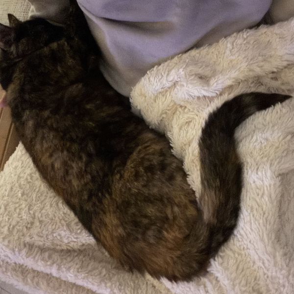 Mouss uit Vlaardingen zoekt een Kattenoppas