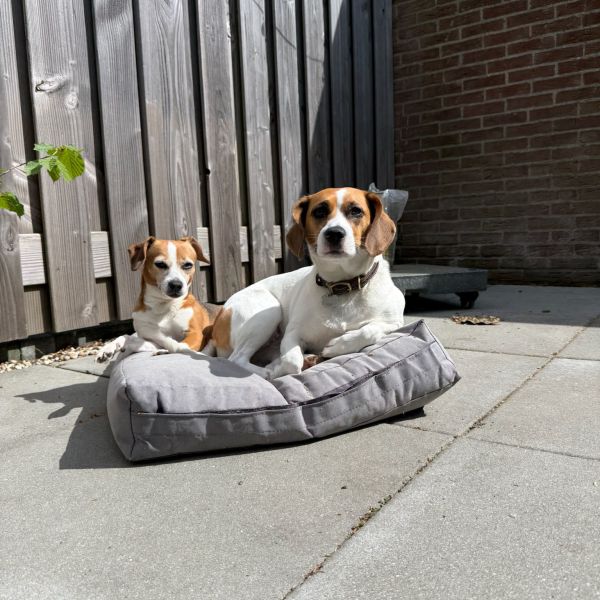 Blik, Bella uit Bilthoven zoekt een Hondenoppas