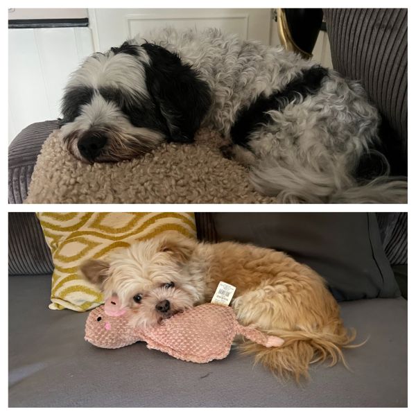 Bengi en pablo, Pablo uit Hengelo zoekt een Hondenoppas