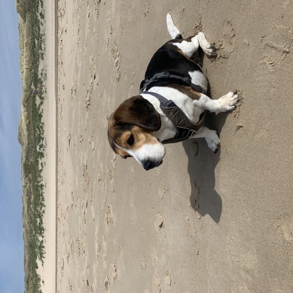 Sammie uit Vinkeveen zoekt een Hondenoppas