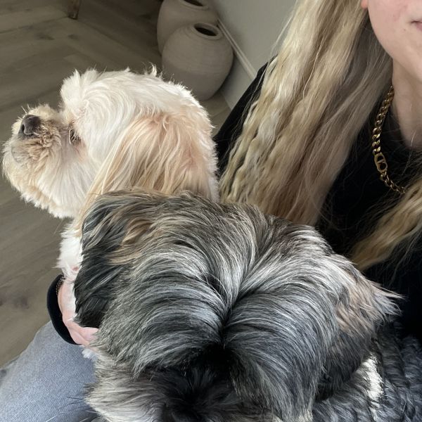 Huisdierenoppas Amy uit Boornbergum