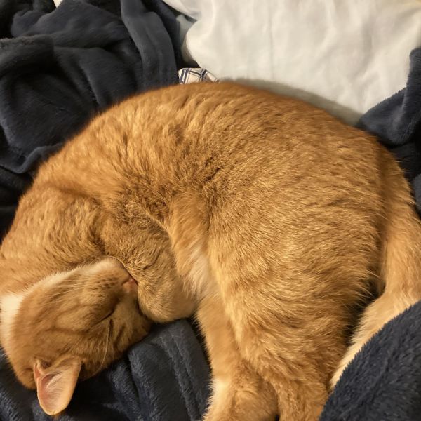 Huisdierenoppas Emilie uit Leiden