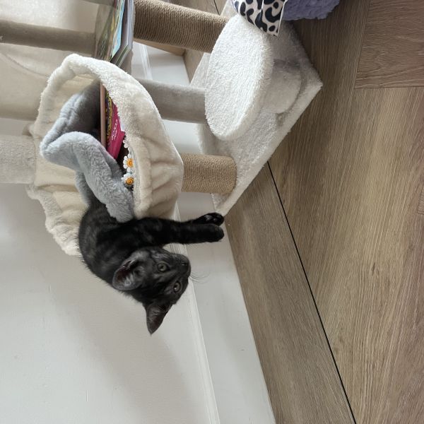 coco uit Oegstgeest zoekt een Kattenoppas