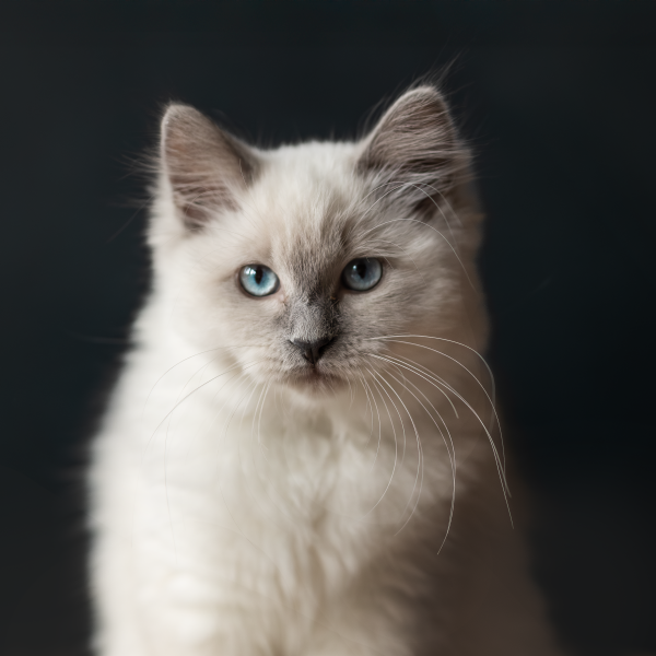 Jet uit Driel zoekt een Kattenoppas