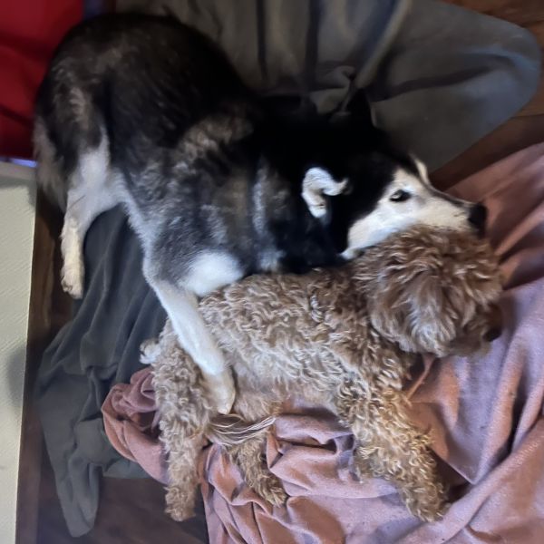 Huisdierenoppas Sarah uit Rijnsburg