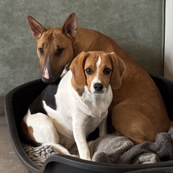 Mini Shetlander, Göttinger varkens, Geit uit Haren zoekt een huisdierenoppas