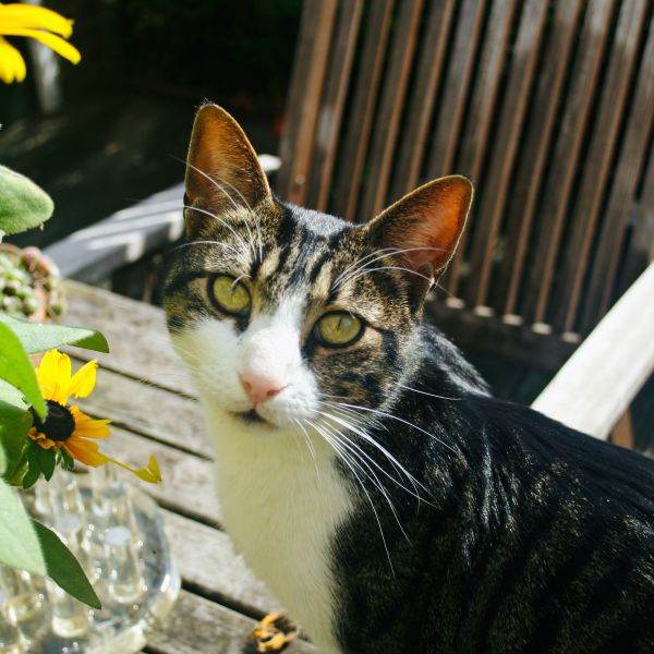 Fifikous, Piep, Fafa uit Breda zoekt een Kattenoppas