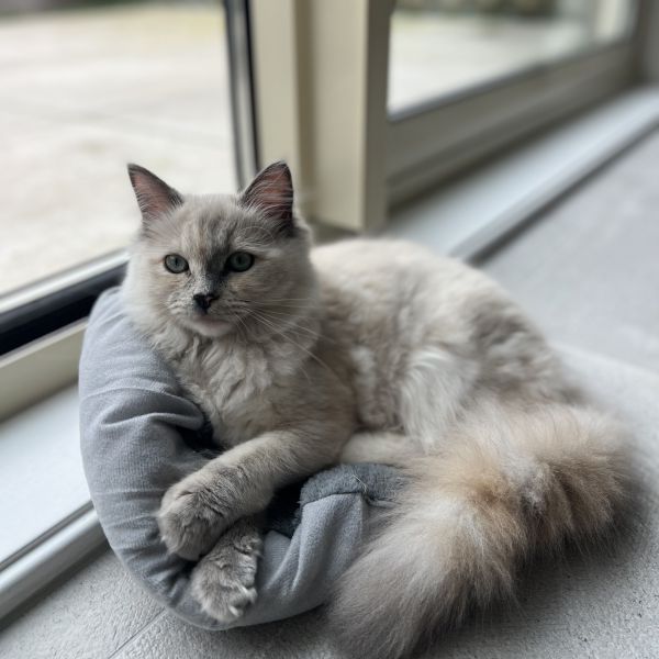 Lana uit Assendelft zoekt een Kattenoppas