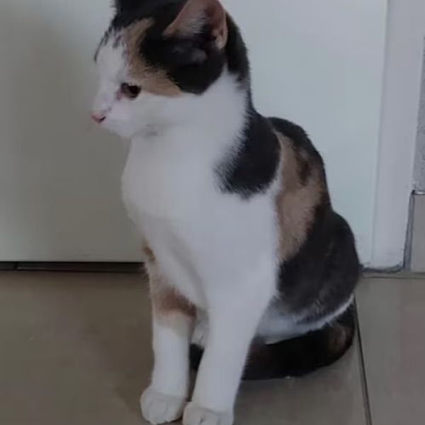 Aiko uit Hoek Van Holland zoekt een Kattenoppas