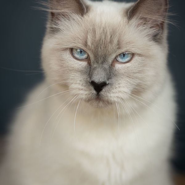 Jet uit Driel zoekt een Kattenoppas
