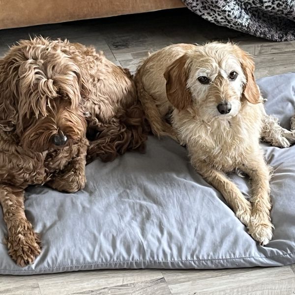 Hondenoppas Lesley uit Etten-Leur