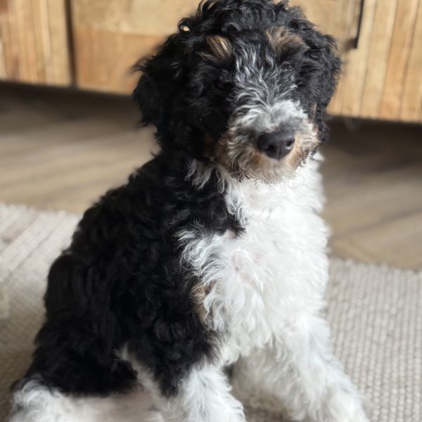 Truffel uit Zeist zoekt een Hondenoppas