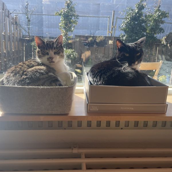 Teun, Sjors uit Nijmegen zoekt een Kattenoppas