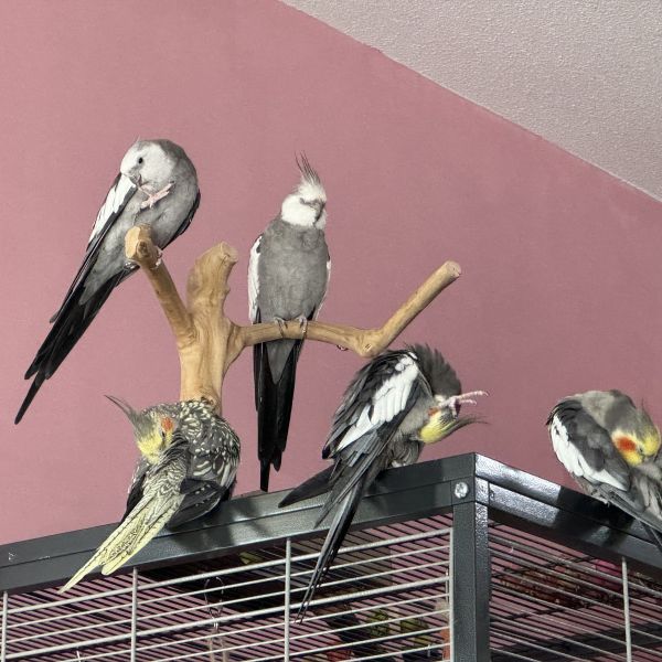 Mika, Mako, Nini uit Den Haag zoekt een Vogeloppas