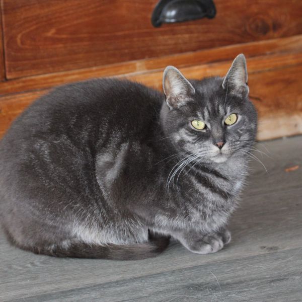 Jip uit Groningen zoekt een Kattenoppas