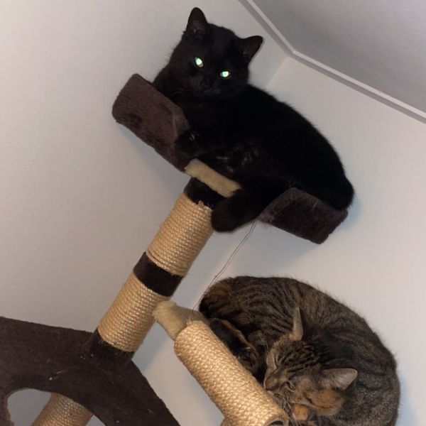 Huisdierenoppas Zoë uit Montfoort
