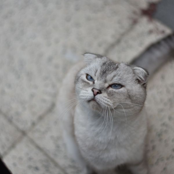 Pamuk, Sari uit Dordrecht zoekt een Kattenoppas