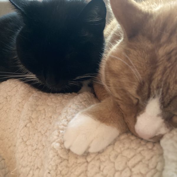 Clausje uit Culemborg zoekt een Kattenoppas