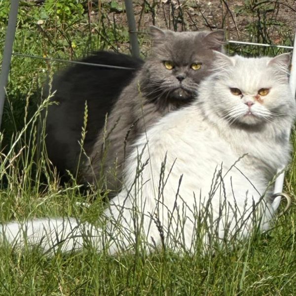 Kattenoppas Fleur uit Bussum