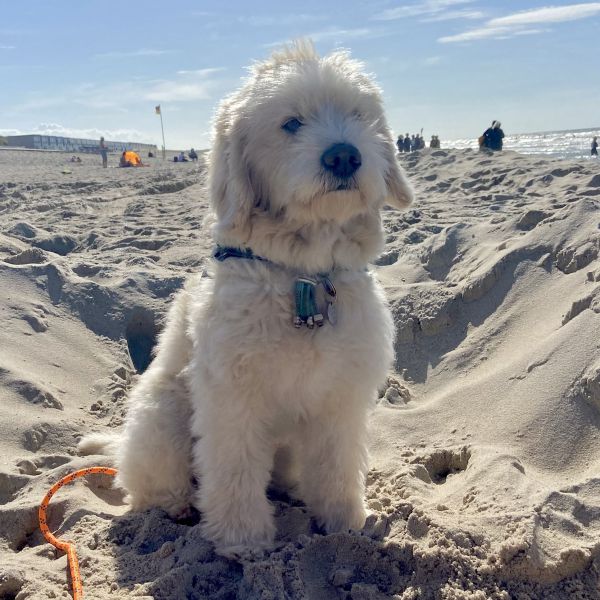 Balou uit Nuenen zoekt een Hondenoppas