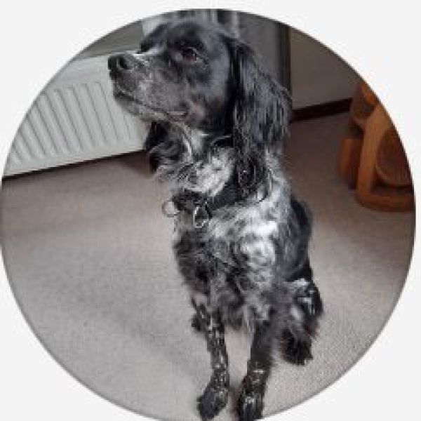 Lieve uit Velp zoekt een Hondenoppas