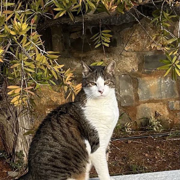 Mika uit Vleuten zoekt een Kattenoppas