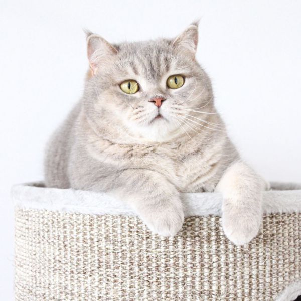 Lila, Duman uit Eerbeek zoekt een Kattenoppas