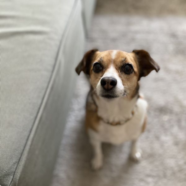 Roxy uit Hasselt zoekt een Hondenoppas