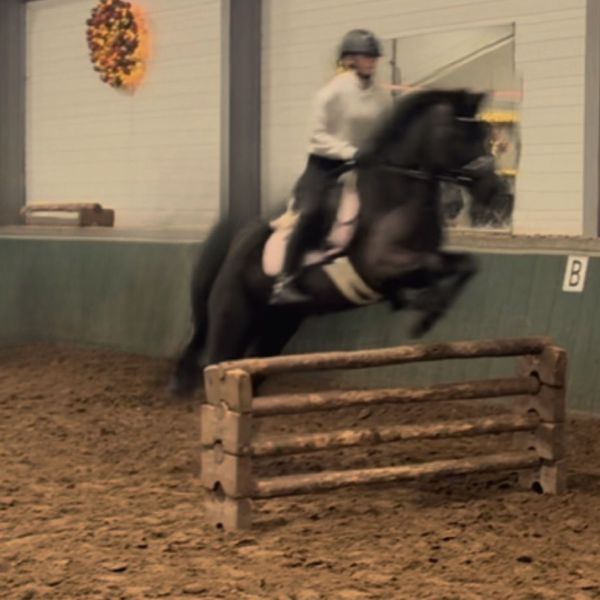 Huisdierenoppas Skye uit Landgraaf