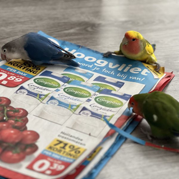 Woodie, Kiki en Mango uit Ter Heijde zoekt een Vogeloppas