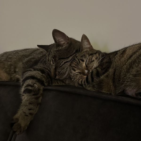 Luna en Lenna uit Norg zoekt een Kattenoppas