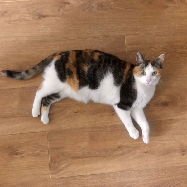 Chio uit Amsterdam zoekt een Kattenoppas