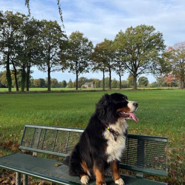 Mojo, en kat Wolf uit Winterswijk zoekt een huisdierenoppas