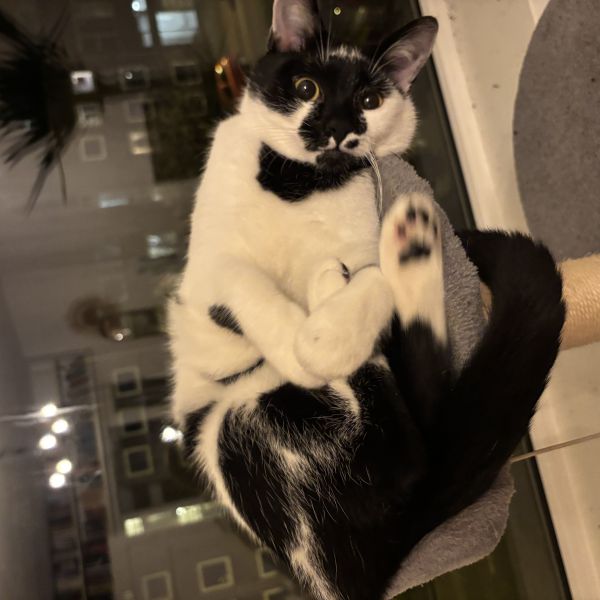 Toby uit Utrecht zoekt een Kattenoppas