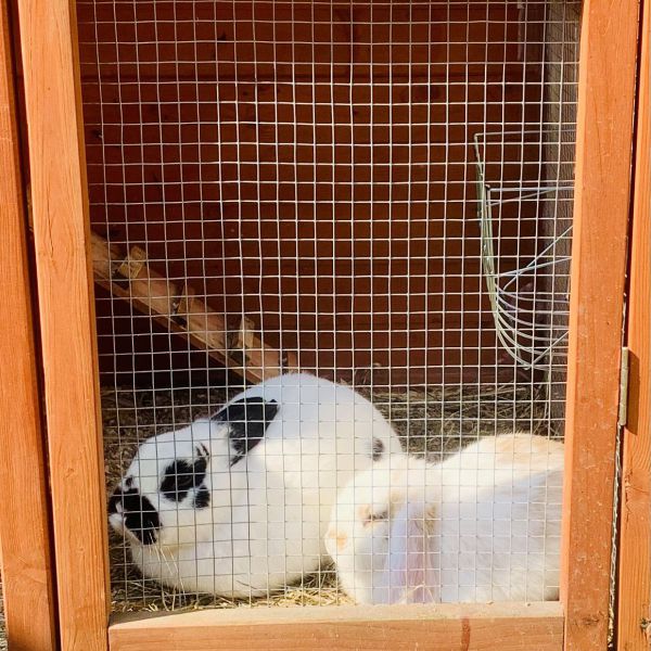 Fluffy, Spikkeltje uit Den Bosch zoekt een Knaagdierenoppas