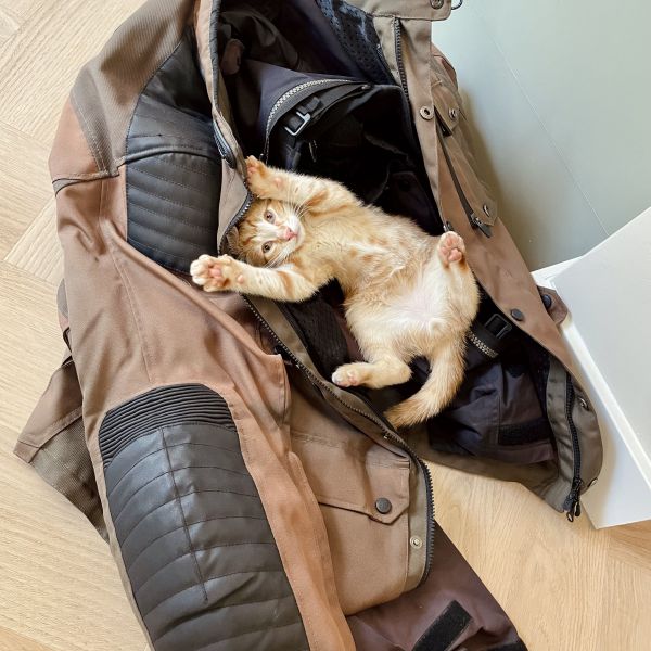Oscar uit Driebergen-Rijsenburg zoekt een Kattenoppas