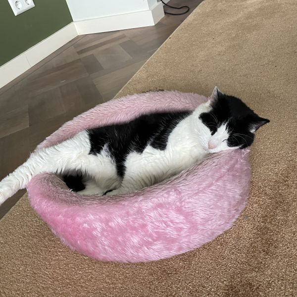 Whiskey uit Zeist zoekt een Kattenoppas
