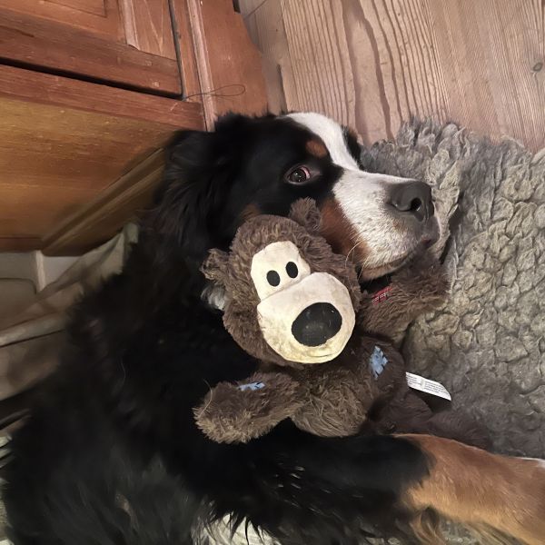 Mojo uit Everdingen zoekt een Hondenoppas
