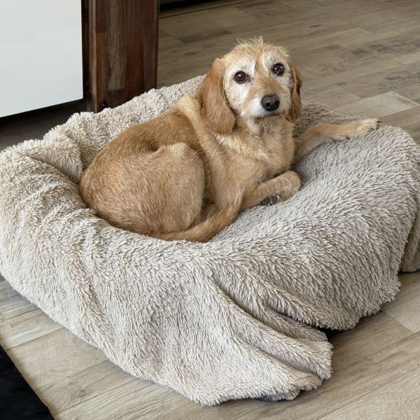 Hondenoppas Lesley uit Etten-Leur