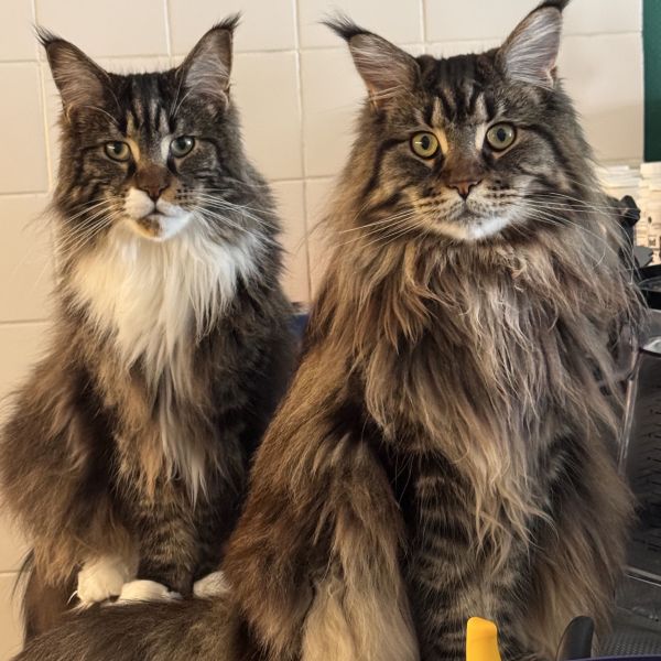 Lennox, Shira uit Spijkenisse zoekt een Kattenoppas