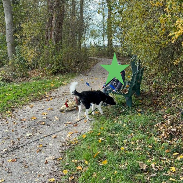 Ollie uit Ten Post zoekt een Hondenoppas