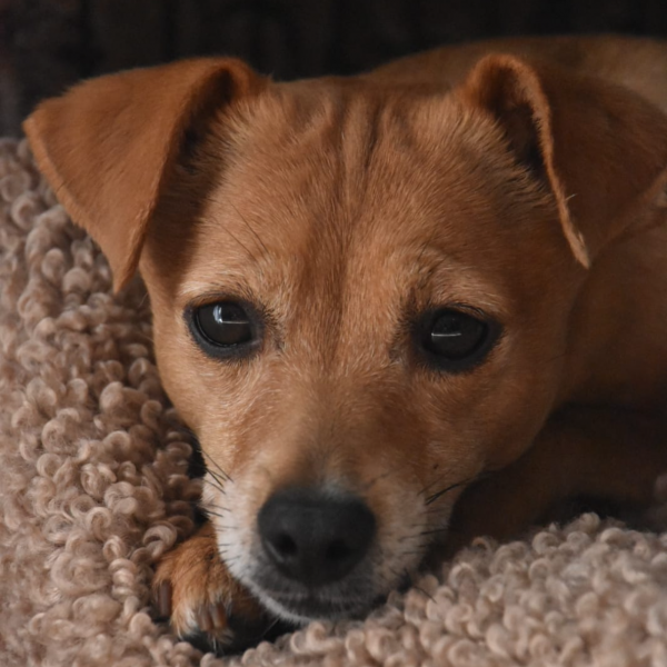 Ollie, Sara uit Enschede zoekt een Hondenoppas