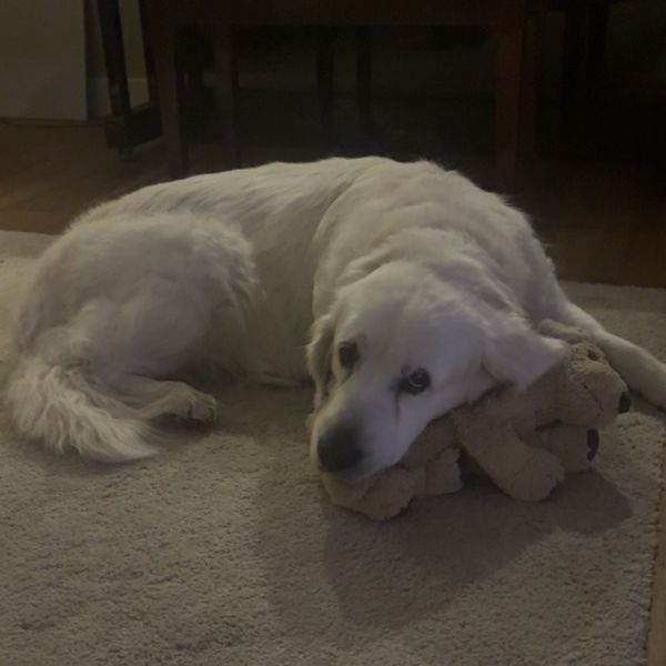 Lucca uit Huissen zoekt een Hondenoppas