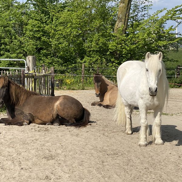 3 IJslanders, 2 labradors uit Kampen zoekt een huisdierenoppas