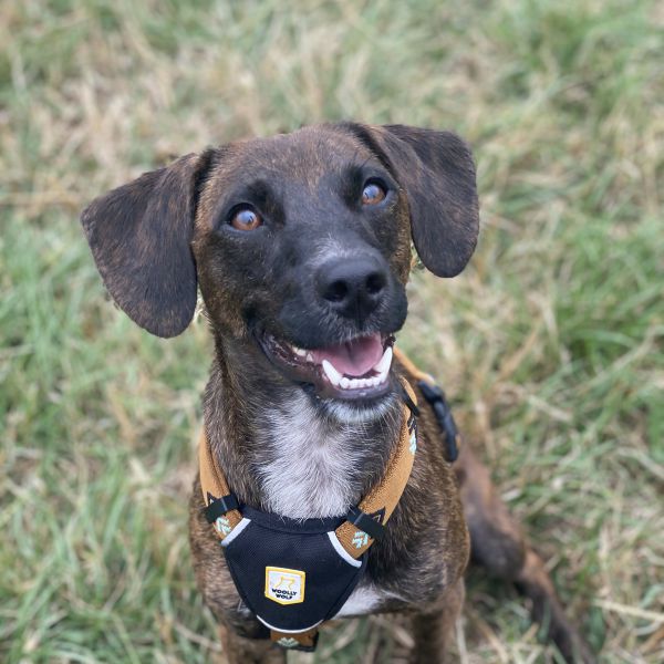 Luna uit Rotterdam zoekt een Hondenoppas